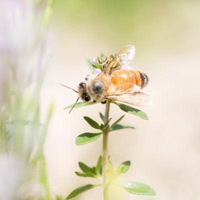 ハーブに吸蜜に来たミツバチの写真