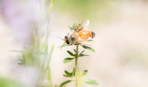 ハーブに吸蜜に来たミツバチの写真