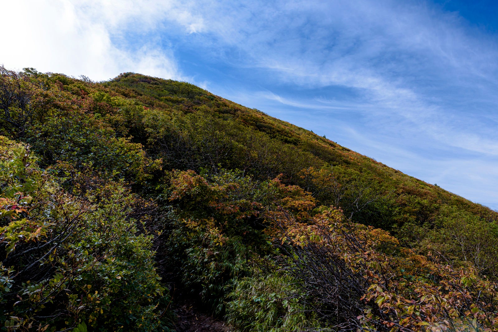 「紅葉した木々に覆われた磐梯山の山頂方面」の写真