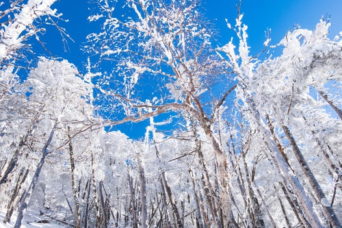蓼科山の森林限界付近の霧氷の写真