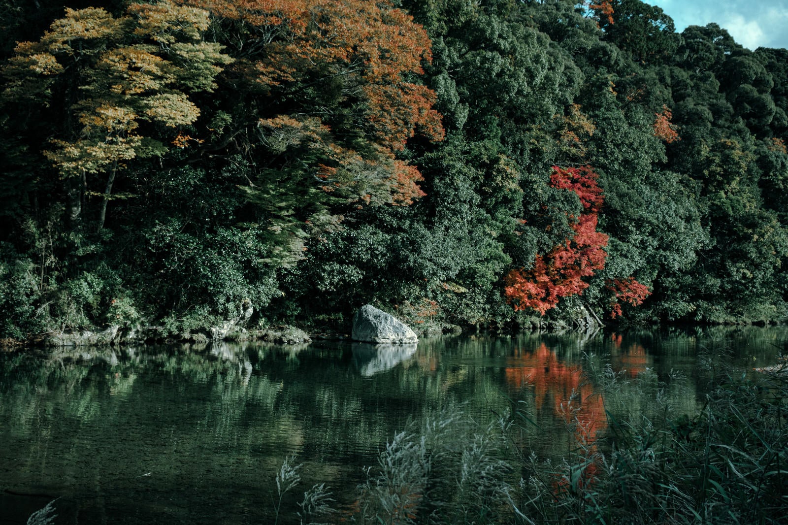 「色付き始めた川端の木々」の写真