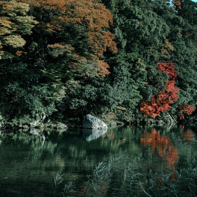 色付き始めた川端の木々の写真