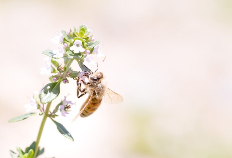 吸蜜中のミツバチの写真