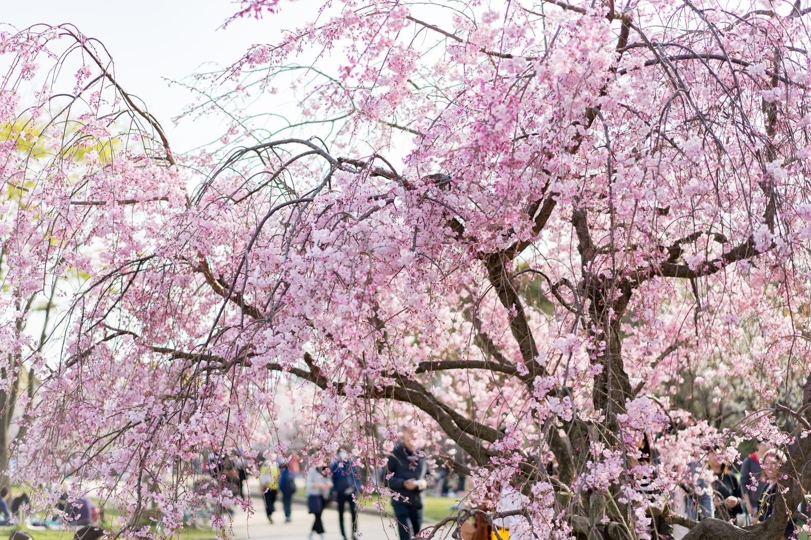 「満開の桜と大濠公園（福岡）の花見」の写真