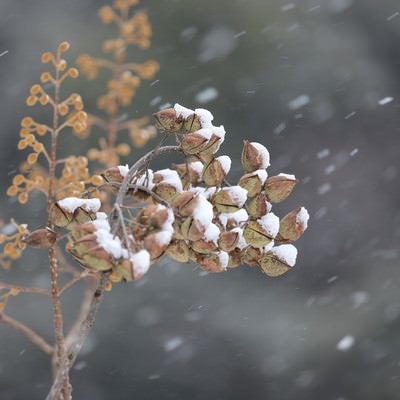 木の実に積もる雪の写真