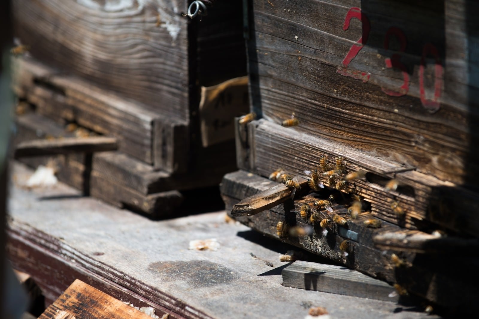 「巣箱の入り口とミツバチ」の写真