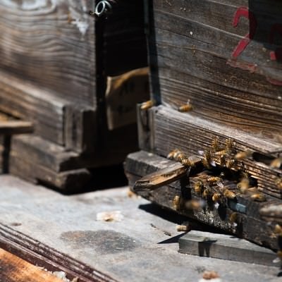 巣箱の入り口とミツバチの写真