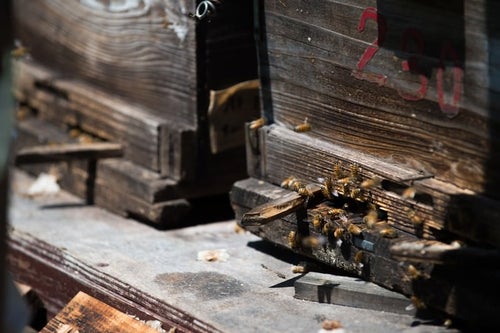 巣箱の入り口とミツバチの写真