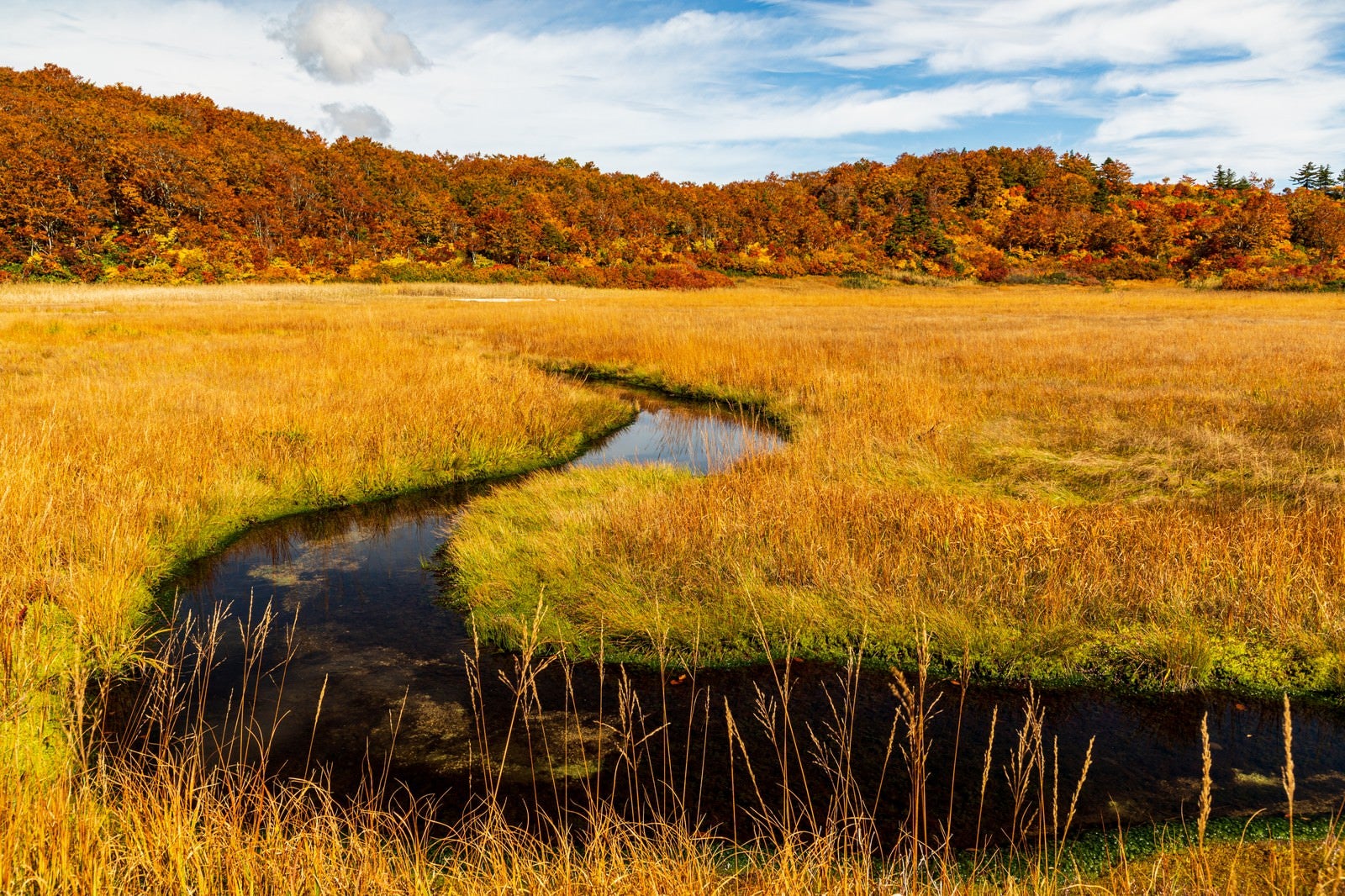 「秋のイワカガミ湿原」の写真