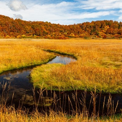 秋のイワカガミ湿原の写真