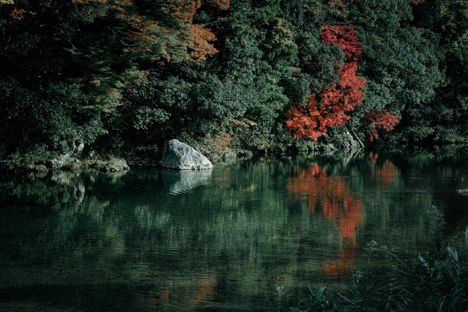 「水面に映り込む紅葉した木々と波紋」の写真