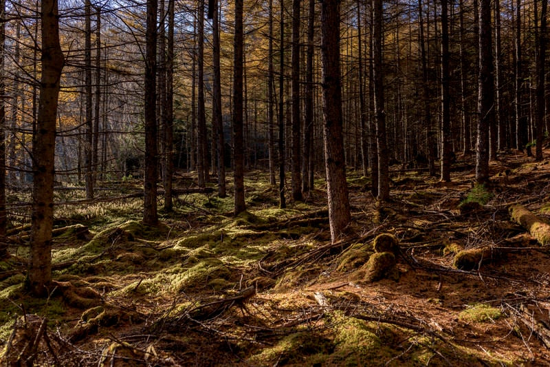 唐松の落葉で染まる甲武信ヶ岳の森の写真