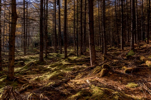 唐松の落葉で染まる甲武信ヶ岳の森の写真