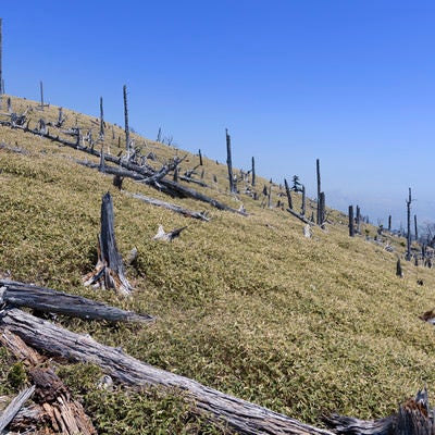 大台ヶ原山頂の枯れ木の写真