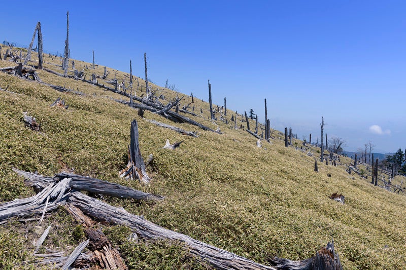 大台ヶ原山頂の枯れ木の写真