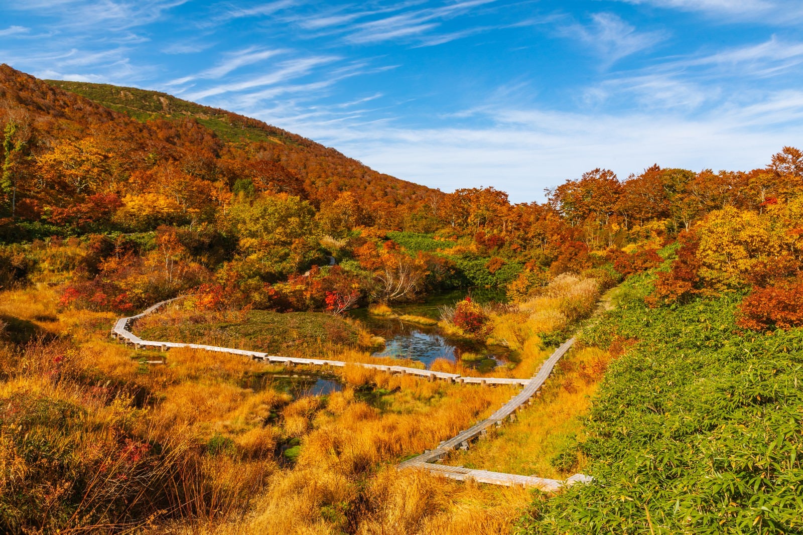 「秋のシラタマノキ湿原」の写真