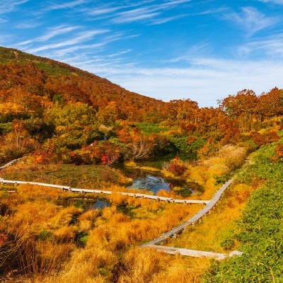 秋のシラタマノキ湿原の写真