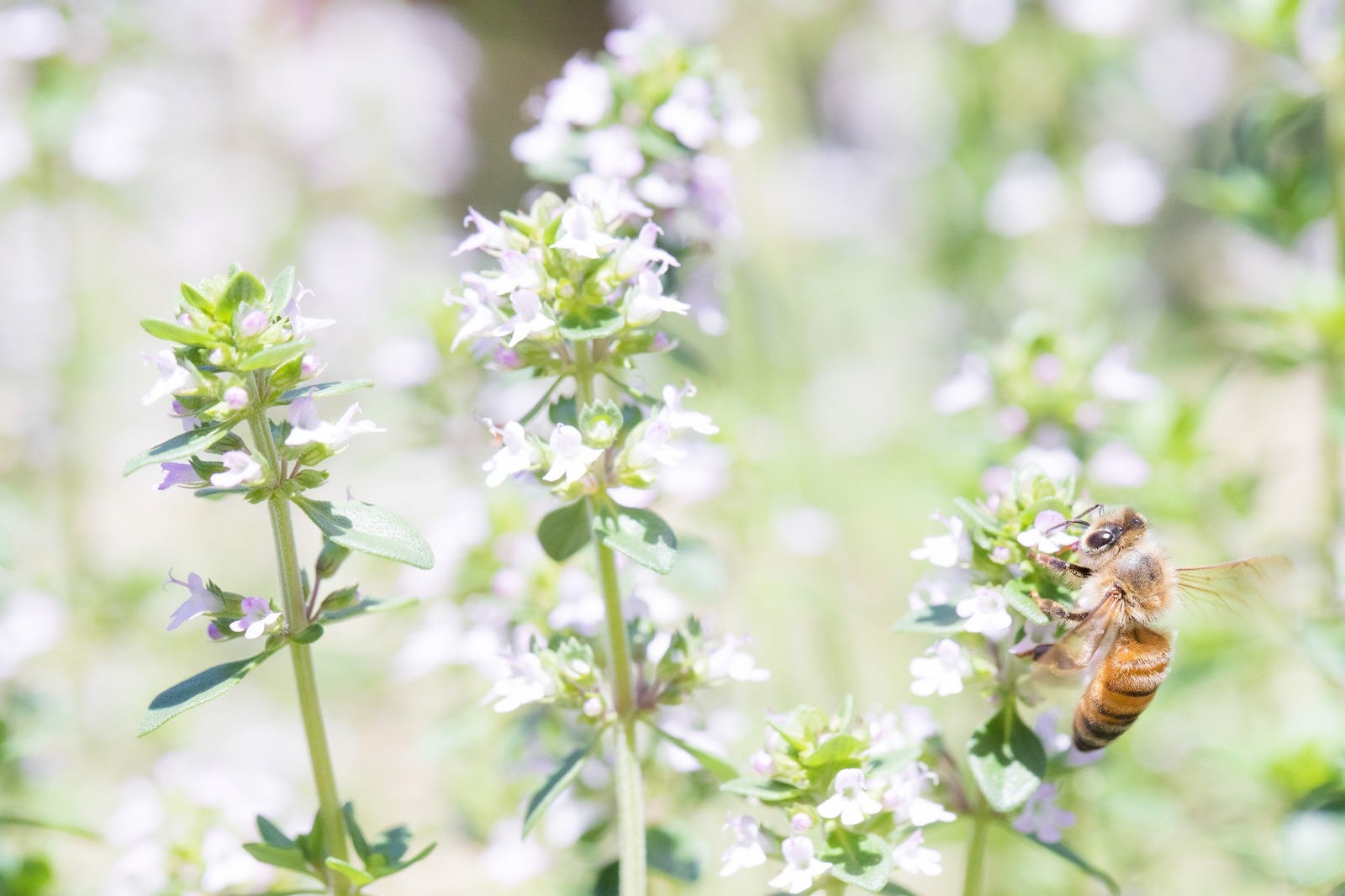 「ミツバチには同じ花を訪れ蜜を集める習性がある」の写真