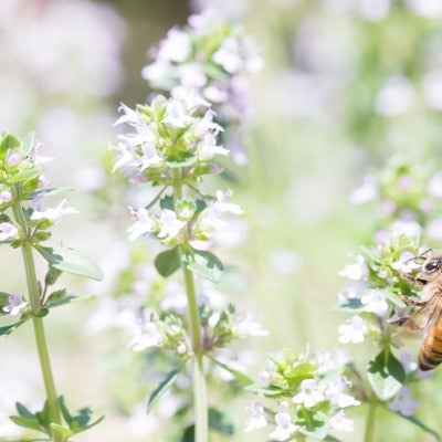 ミツバチには同じ花を訪れ蜜を集める習性があるの写真