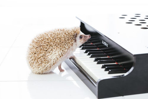 ハリネズミのピアニストの写真