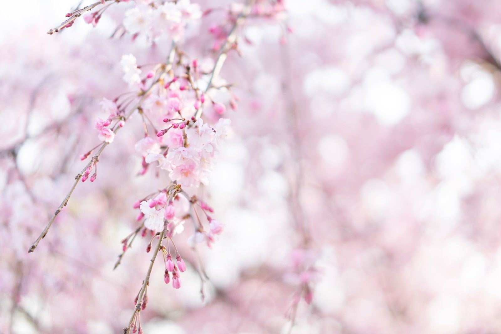 「桜の蕾がほころぶ」の写真