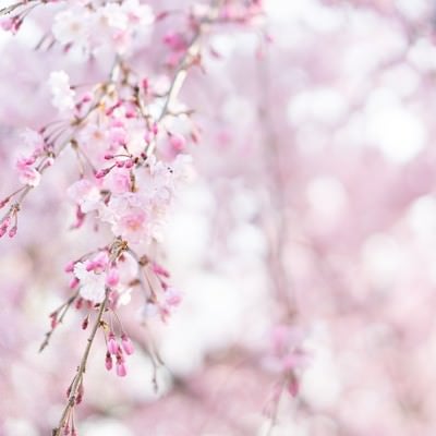 桜の蕾がほころぶの写真