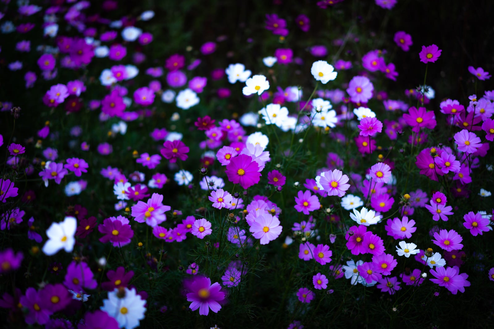 「野に咲くコスモスの花」の写真