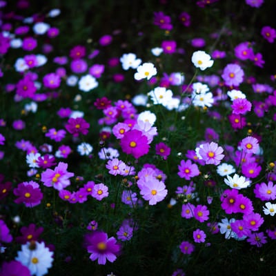 野に咲くコスモスの花の写真