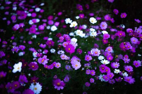野に咲くコスモスの花の写真