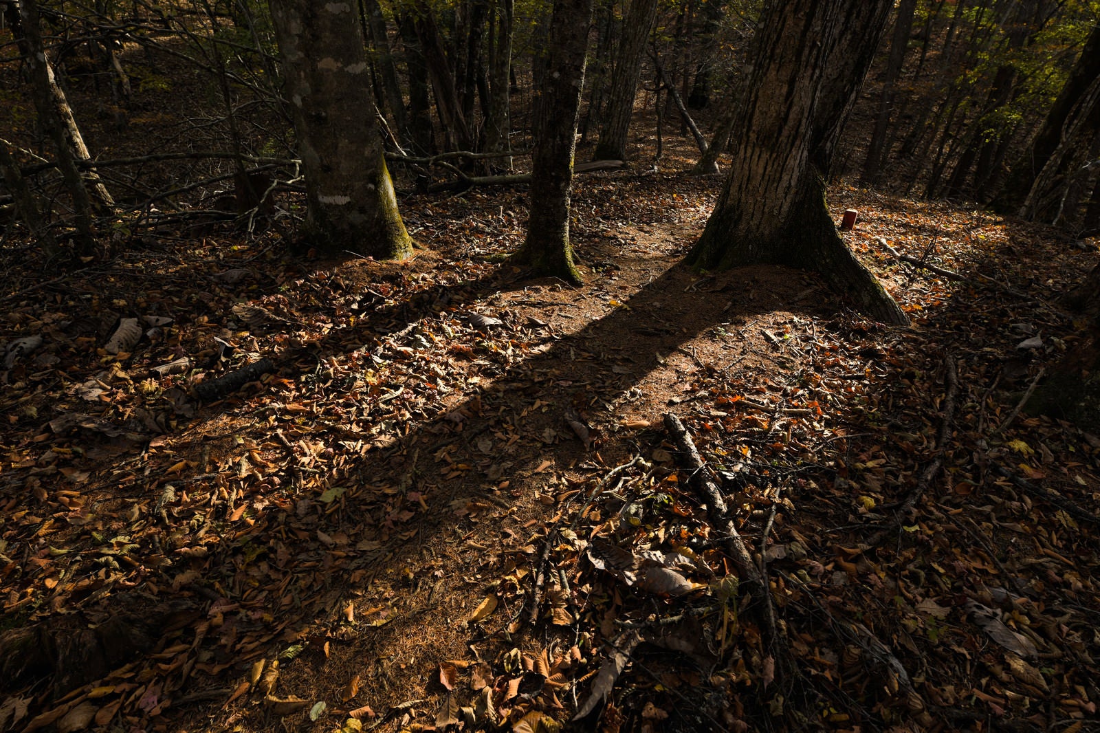 「秋の森林に伸びる木々の影」の写真