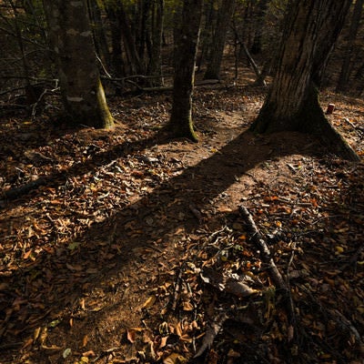 秋の森林に伸びる木々の影の写真
