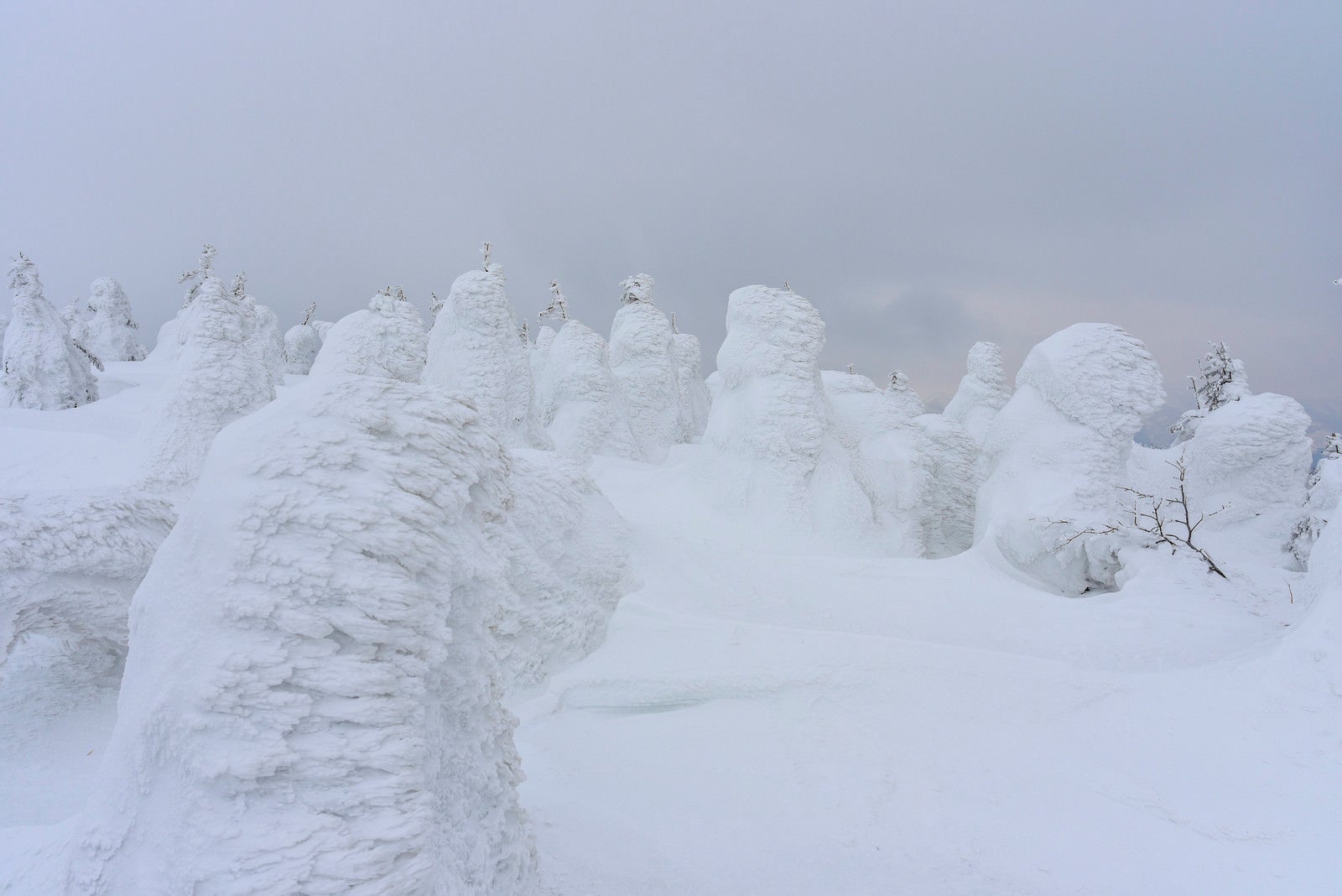 「ガスの中の蔵王の樹氷（蔵王山）」の写真