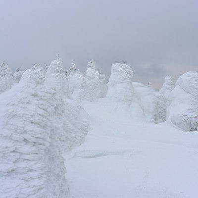 ガスの中の蔵王の樹氷（蔵王山）の写真