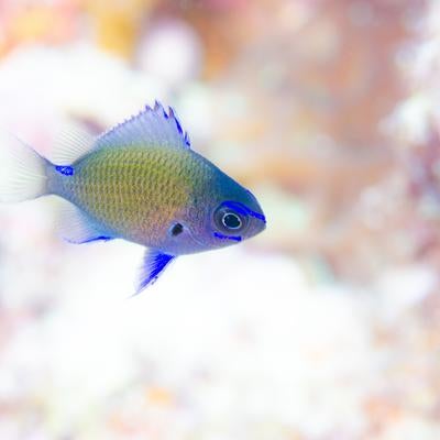 アマミスズメダイの幼魚の写真