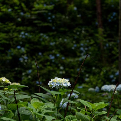 公園内に群生する紫陽花（アジサイ公園）の写真