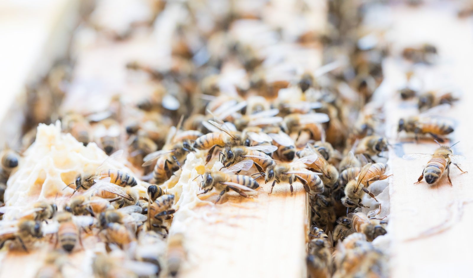 「巣板の上に群がるミツバチ」の写真