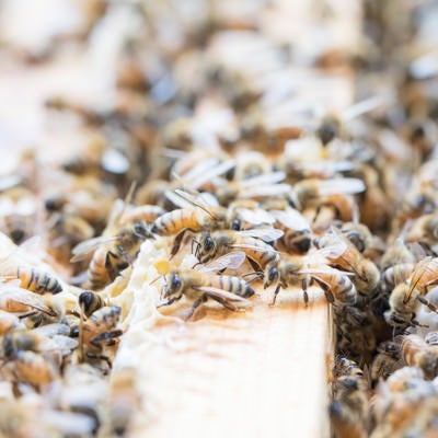 巣板の上に群がるミツバチの写真