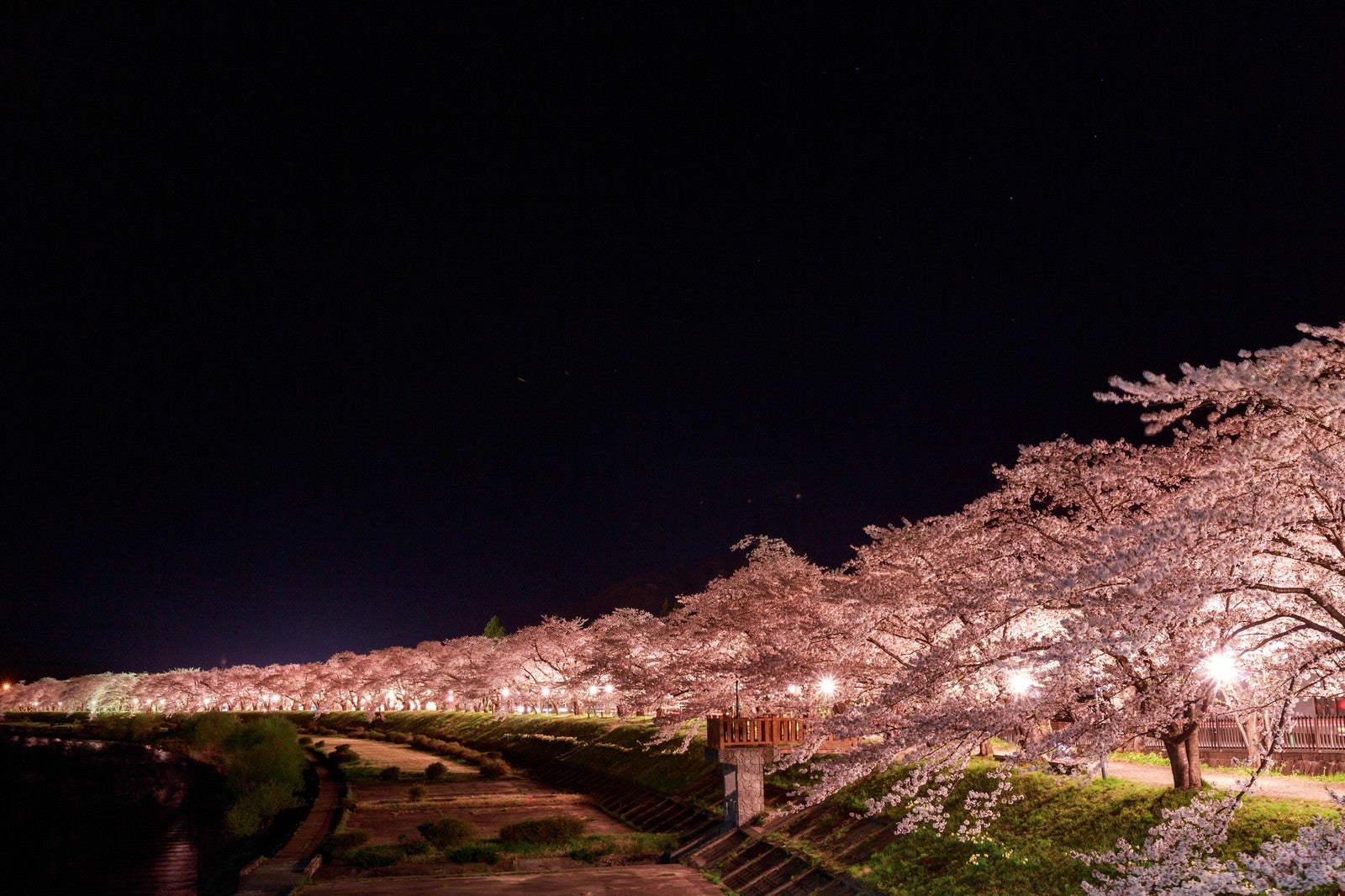 「角館桧木内川の夜桜（夜景）」の写真