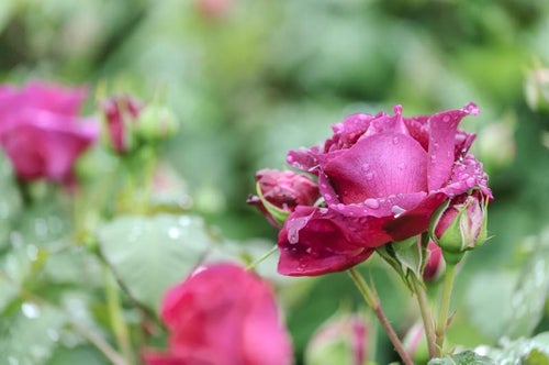 雨のしずくとバラの写真