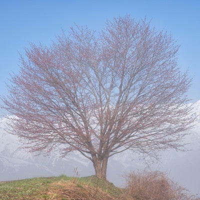 野平の桜の木の写真