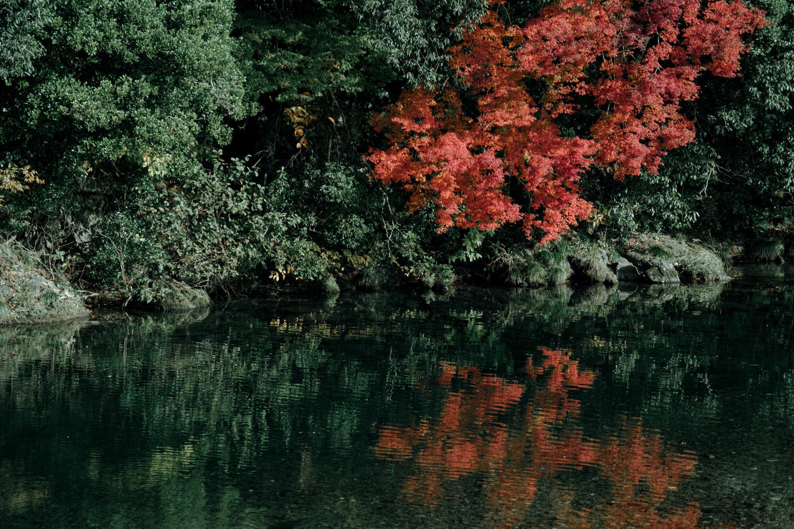 「紅葉したもみじと水面に映る木々」の写真
