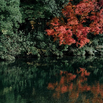 紅葉したもみじと水面に映る木々の写真