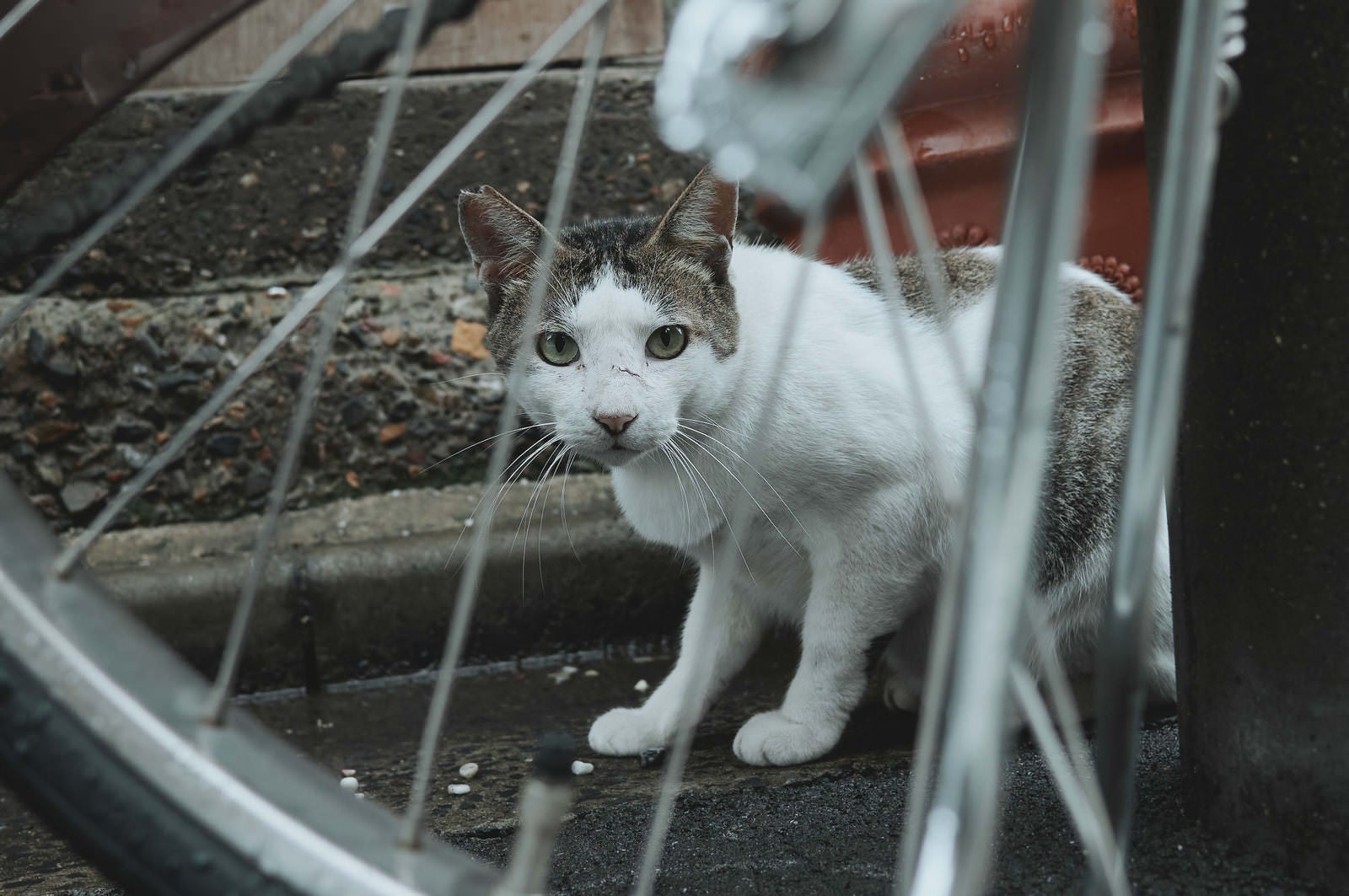 「自転車の車輪越しで身構える野良猫」の写真