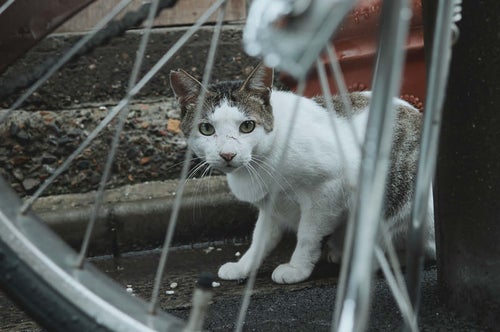 自転車の車輪越しで身構える野良猫の写真