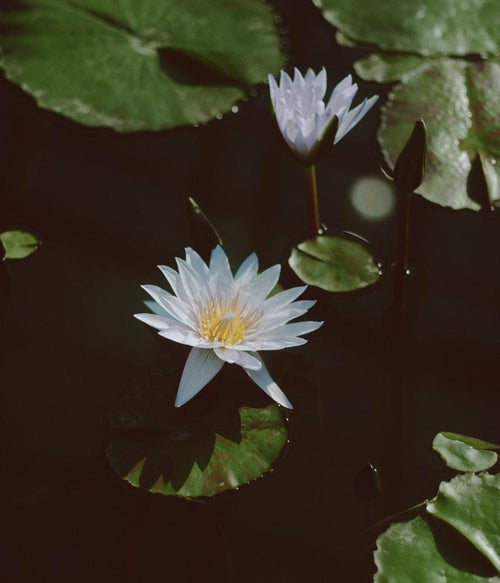 蓮池の花の写真