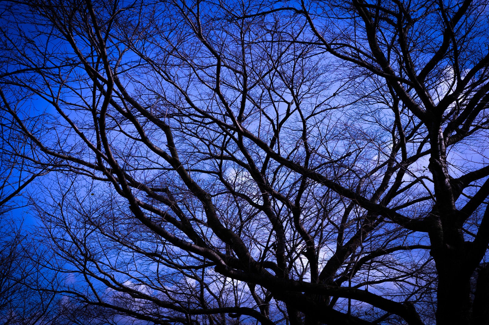 「張り巡る木々の枝」の写真