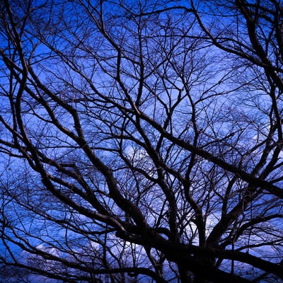 張り巡る木々の枝の写真