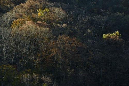 晩秋の森の木々の写真
