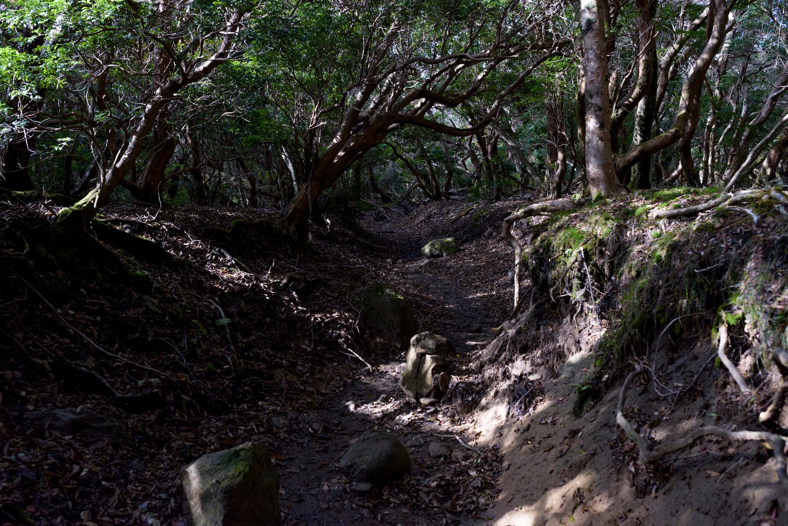 「ぐねぐねと曲がった低木が生い茂る天城山登山道」の写真