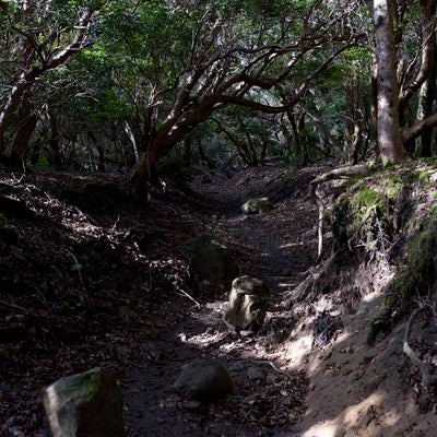 ぐねぐねと曲がった低木が生い茂る天城山登山道の写真
